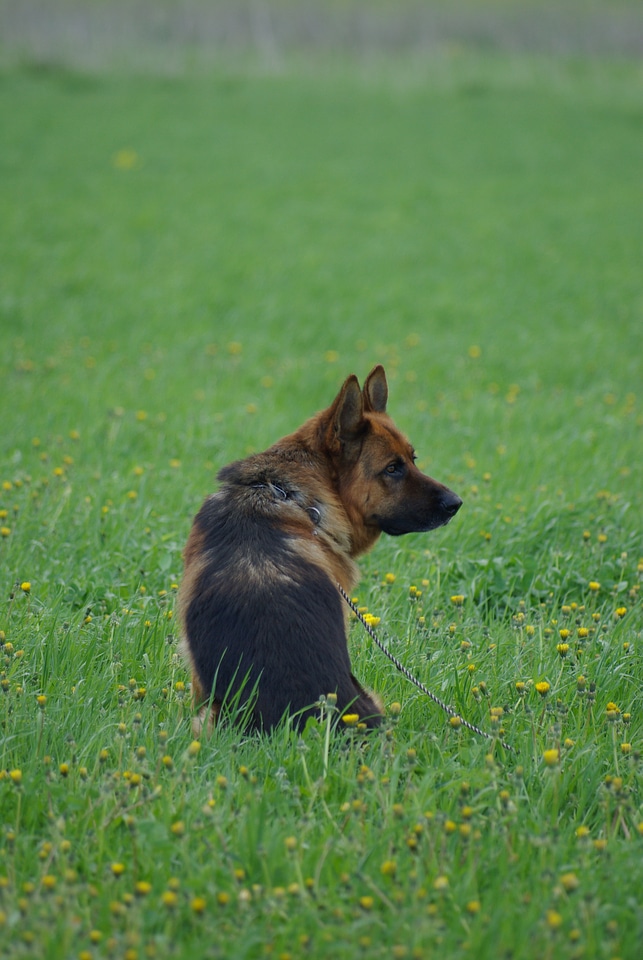 Dog animal looking