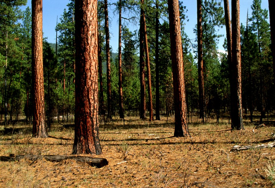 497 Prescribed fire treated stand, Deschutes National Forest