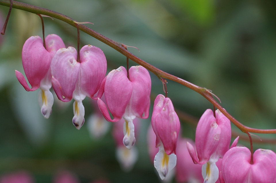 Pink traenendes hanging
