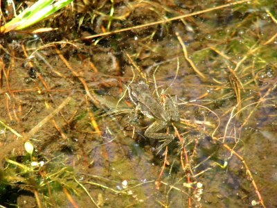 Cascades Frog in Marsh, Olympic National Forest