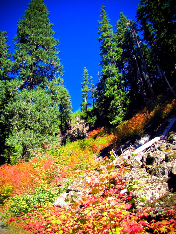 Blair Lake Road Fall Color, Willamette National Forest