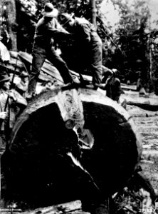 8694 Riving a Spruce Log