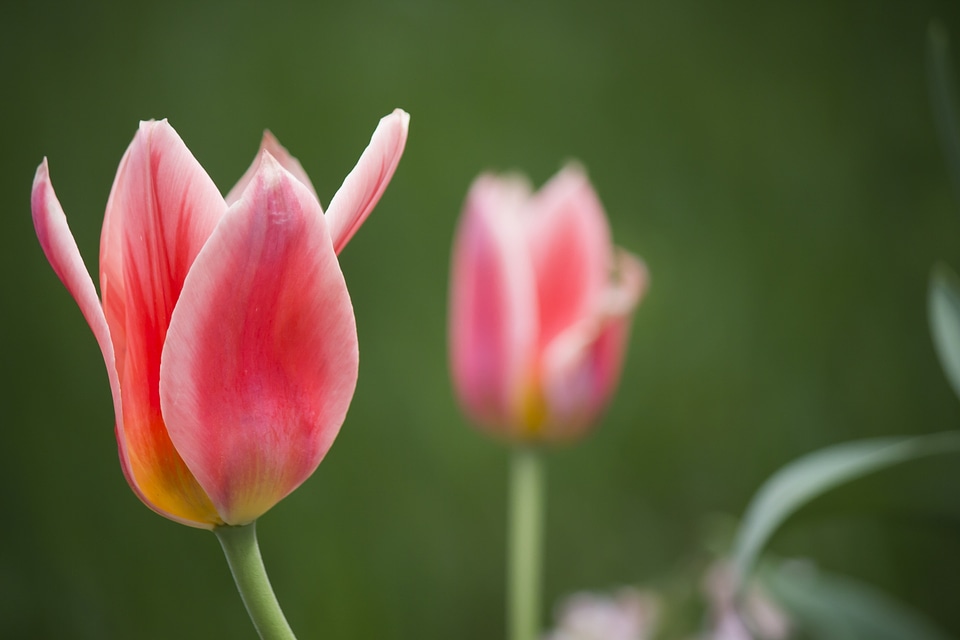 Spring nature flower