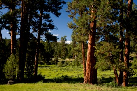Ponderosa Pines and Grassy Valley-Malheur