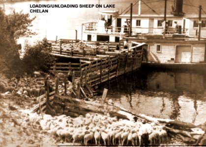 Loading/unloading sheep on Lake Chelan photo