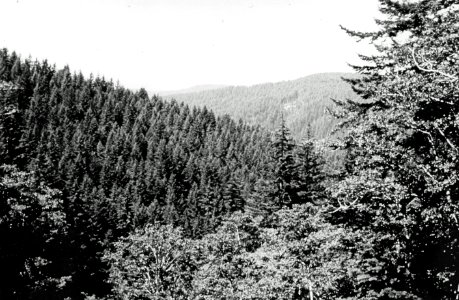 780919-1 Rock Creek Drainage, Proposed Rock Creek Wilderness, Siuslaw NF, OR