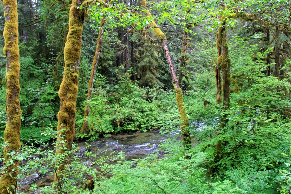 Vine Maples and Cedars along Stream, Mt Hood National Forest