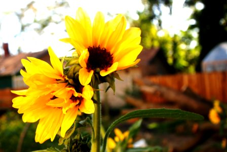 Sunflowers