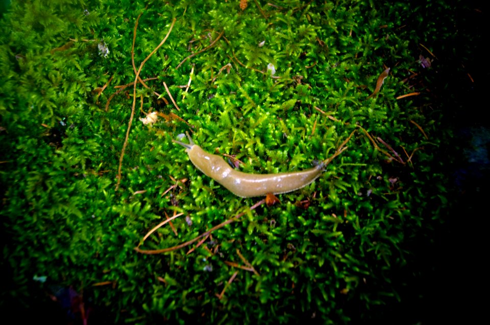 Slug on Moss-Columbia River Gorge