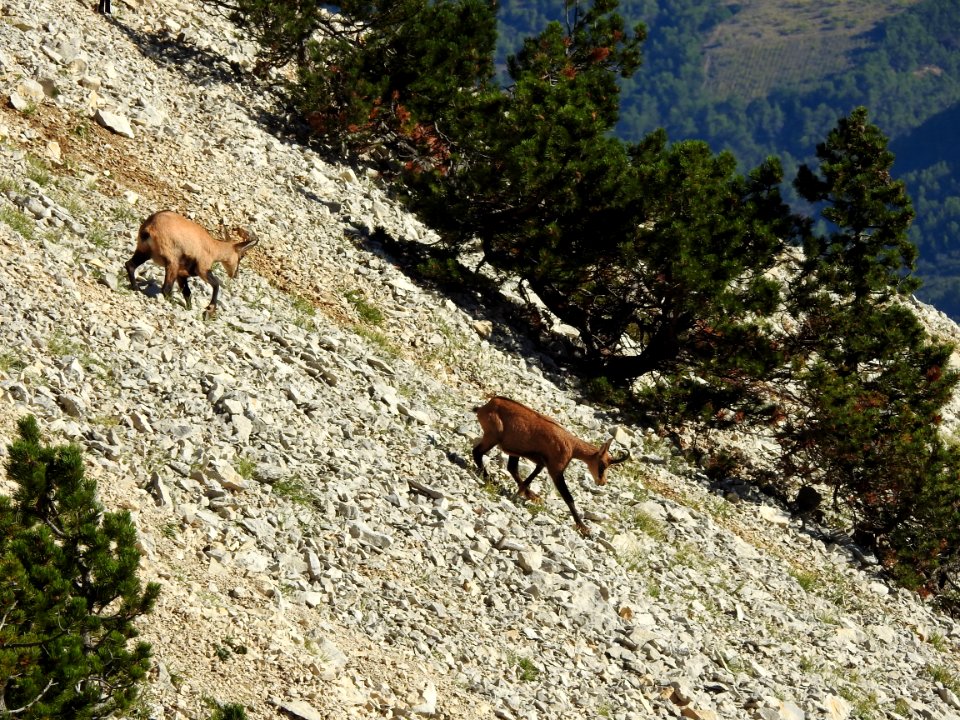Chamois  Sentier du Vertige Mt Ventoux