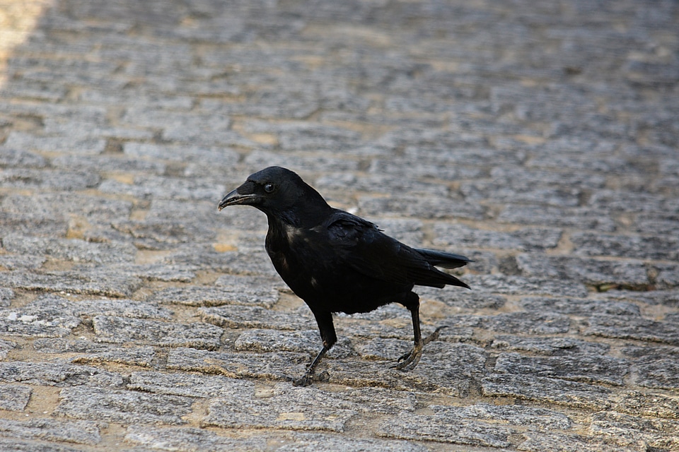 Fauna animal nature