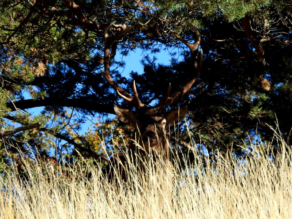 Brame  du  Cerf    JPG.JPG