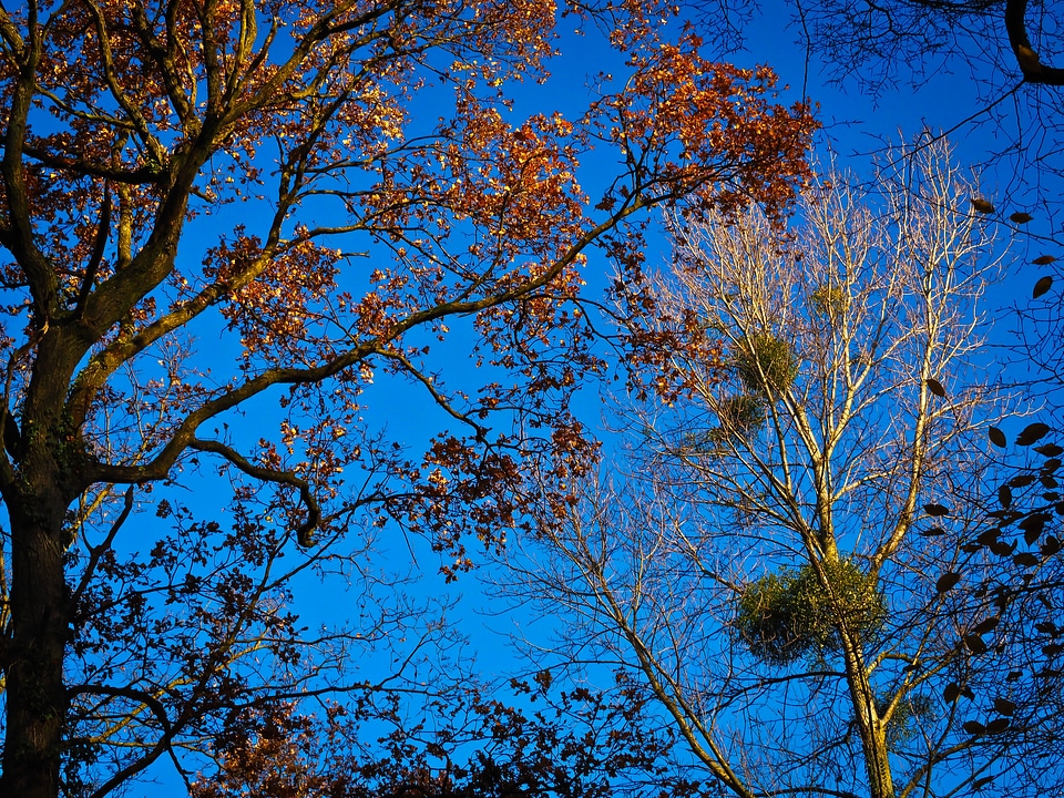 Tree in the fall sky mood