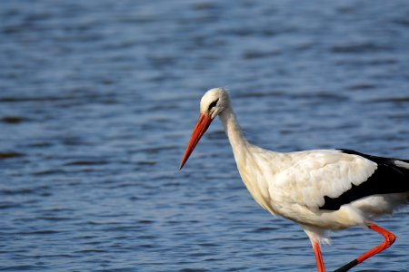 Cigogne blanche Oiseaux (Ciconia ciconia)