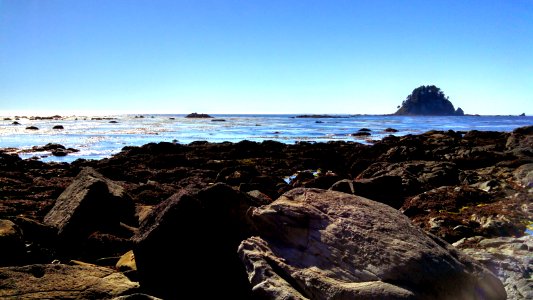 Forests of kelp float just offshore from the PNT near Cape Alava, making this a great place to spot seals and sea otters