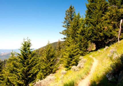Pacific Northwest Trail on the west slope of Jungle Hill
