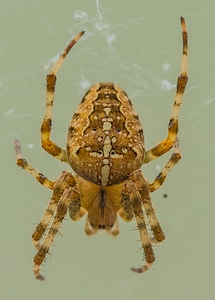 Arachnid araneus close up