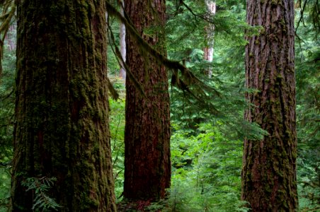 MACK CREEK OLD GROWTH AT HJ ANDREWS-WILLAMETTE