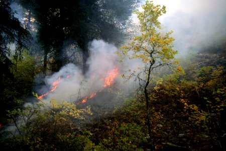 439 Prescribed Fire