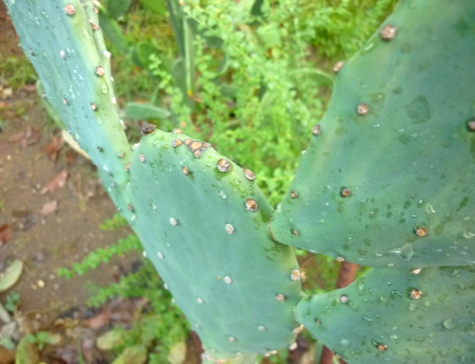 Opuntia boldinghii 1