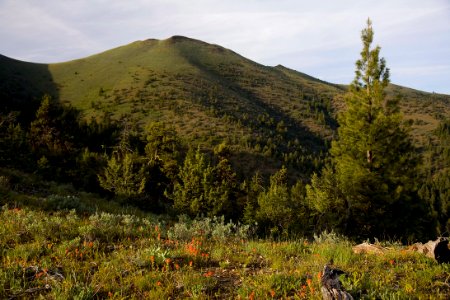 Wildflowers at Fields Peak-Malheur