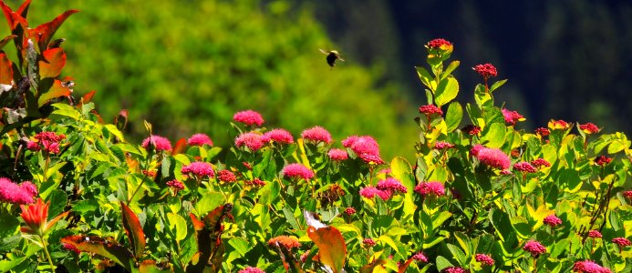 Douglas Spireia and Bumblebee along Silver Star Trail-Gifford Pinchot