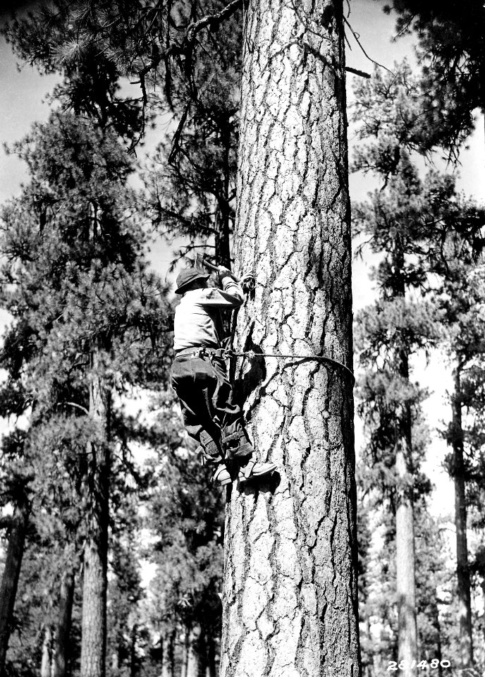 281480 CCC Hanging Telephone Line Insulator, Fremont NF, OR photo