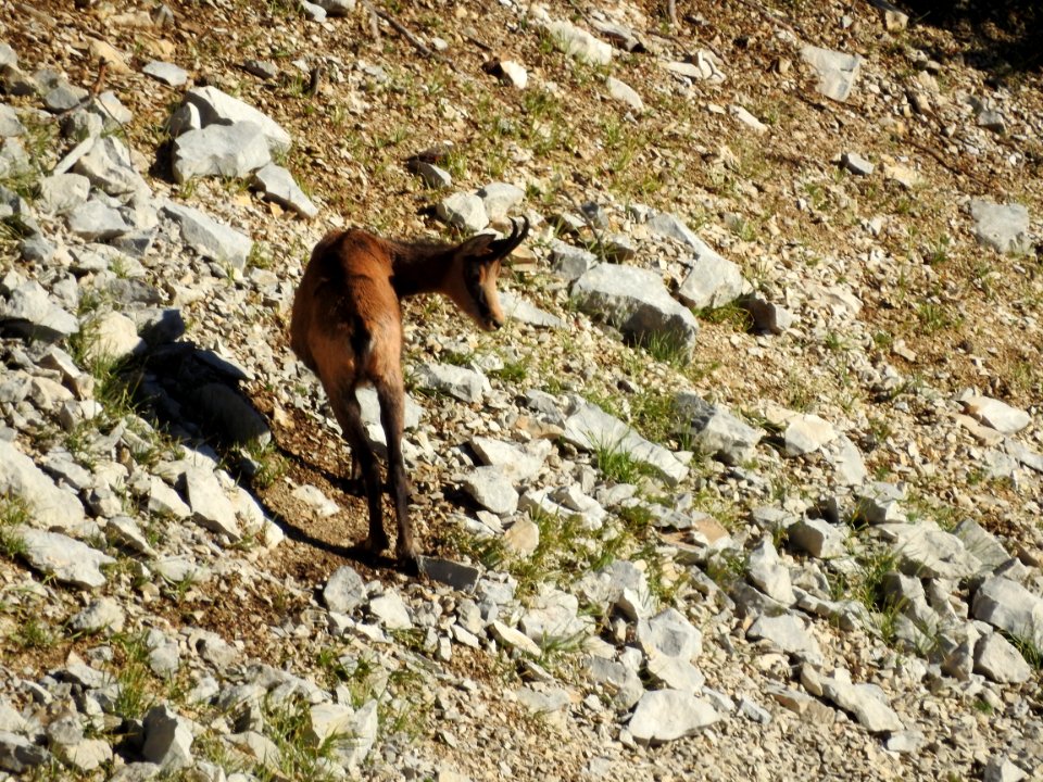 Chamois  Mt Ventoux  nord  sentier du voltigeur