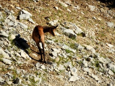 Chamois  Mt Ventoux  nord  sentier du voltigeur