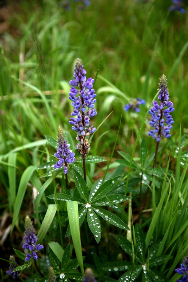 Lupine and Raindrops-Unknown