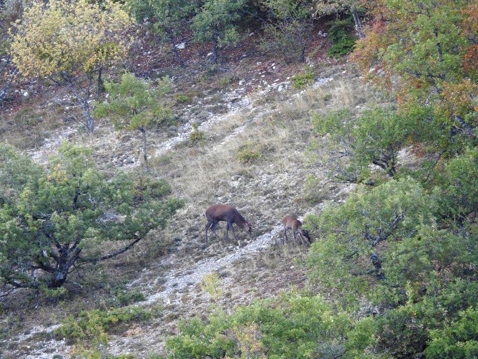 Cerf Biche photo