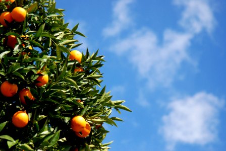 Orange Tree and Clouds