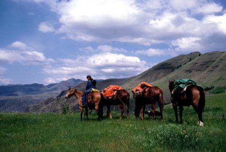 Woman Leading Pack String in Hells Canyon Wilderness, Wallowa Whitman National Forest photo