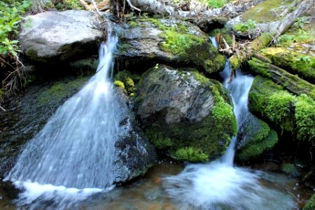 Moss and Stream Detail, Wallowa-Whitman National Forest photo
