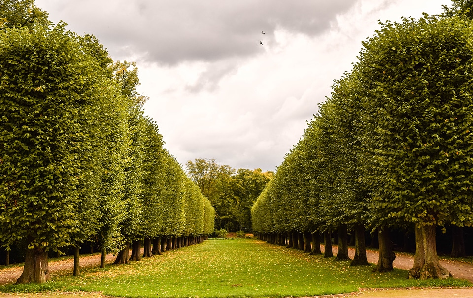Plant tree lined avenue castle