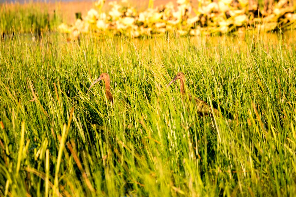 White Faced Ibis in Marsh Rushes, Fremont Winema National Forest
