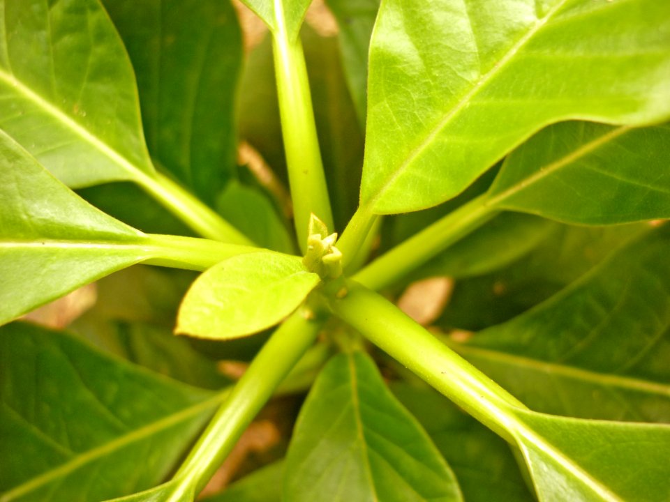 Persea americana Aguacate 4