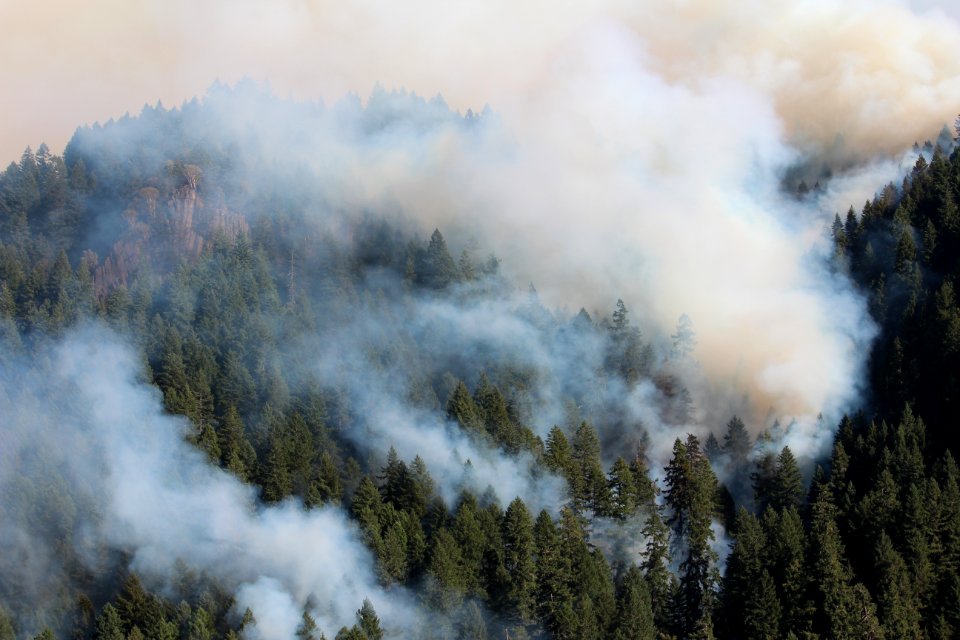 smoke-column-within-trees