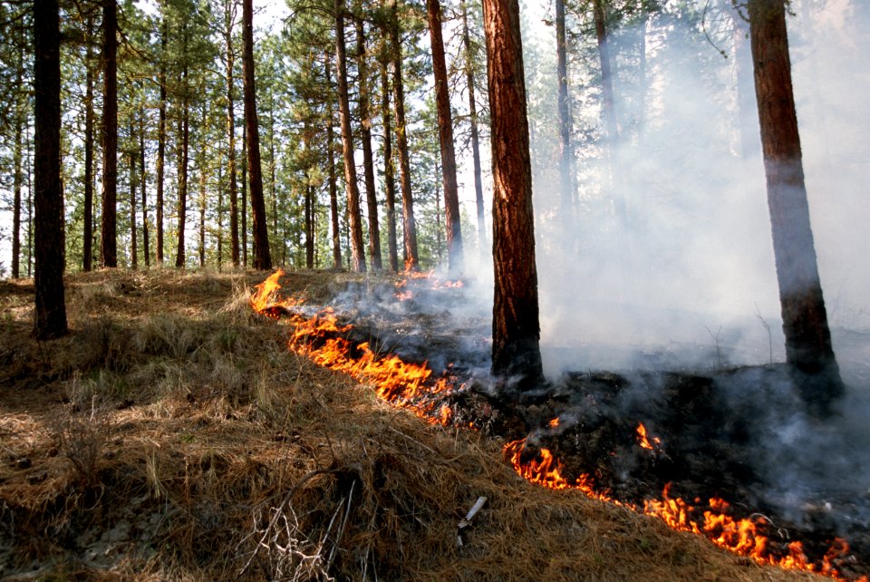 472 Prescribed fire burn, Colville National Forest