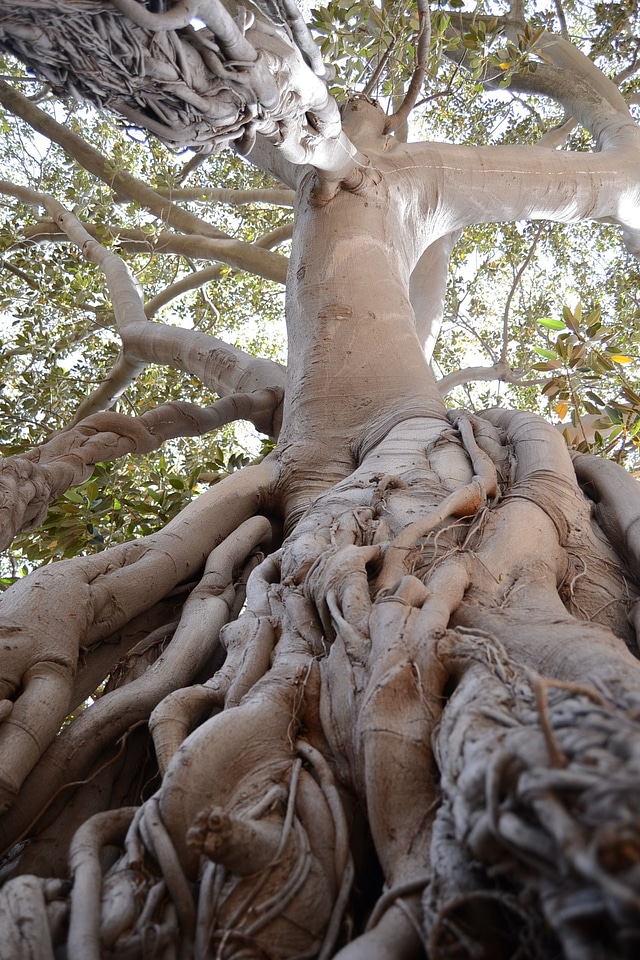 Plant natural wood