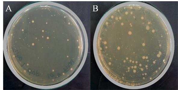 A E. coli cultivada en medio Luria-Bertani con extracto de mango B Sin extracto