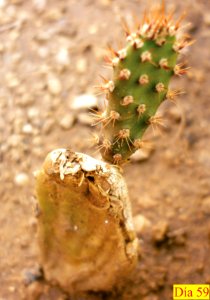 Crecimiento de cladodio de Opuntia boldinghii 3
