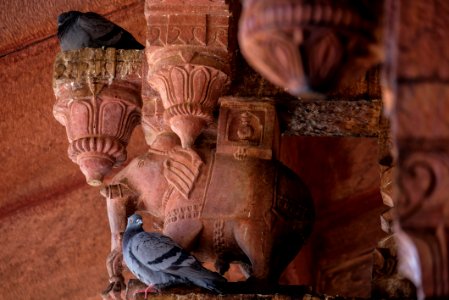 Pigeons on Top of the Columns in Amer Fort, India photo