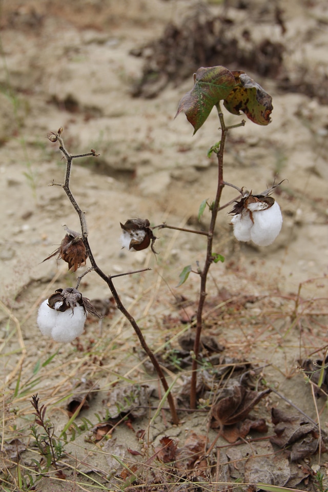 Cotton shrub cotton capsule bush
