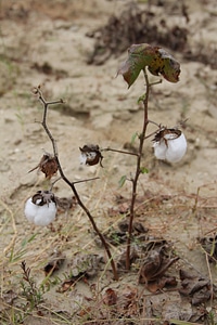 Cotton shrub cotton capsule bush