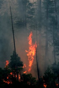 124 Rogue River-Siskiyou National Forest Biscuit Fire photo