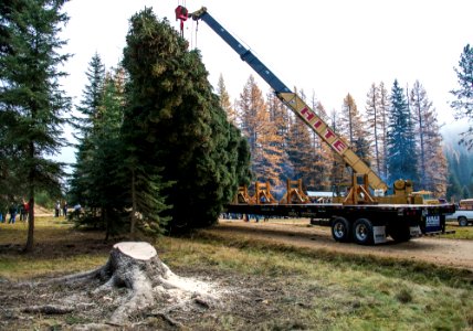 2013 Capitol Christmas Tree-Lifting Tree photo