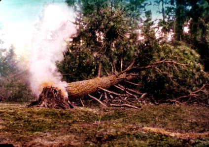 215563 Fire in Snag near Wallowa, OR 1926 photo