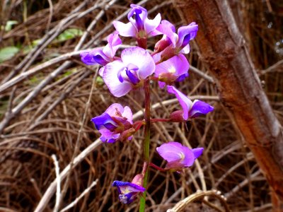 Pretty in purple