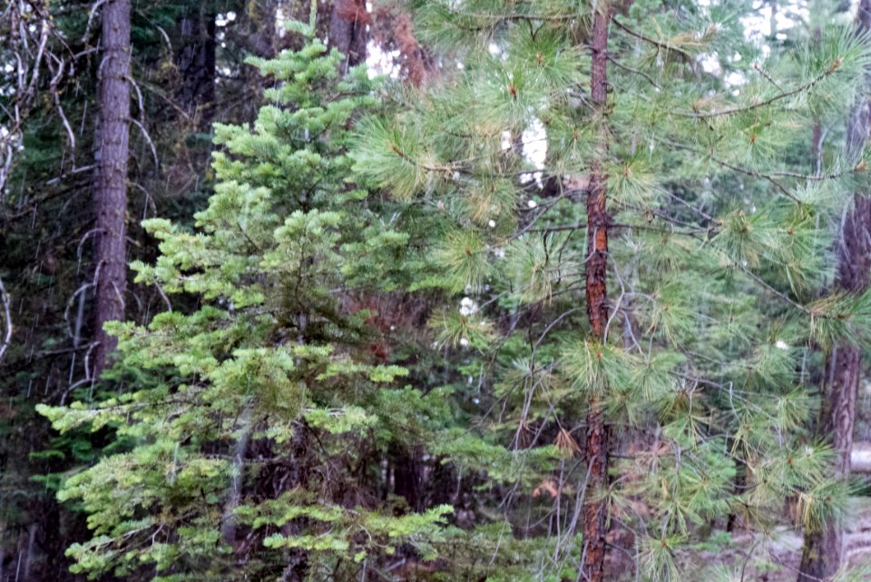 Pine and Fir Stand-Fremont Winema